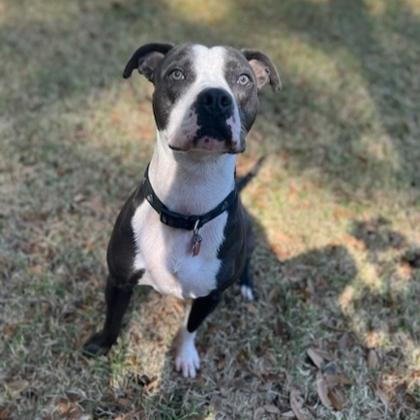 Blue, a Adoptable mixed breed in Savannah, GA image 2/3