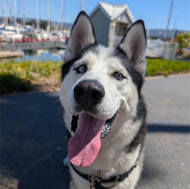 Enlarge SCOOBY, a Adoptable Husky in Alameda, CA image 1/1