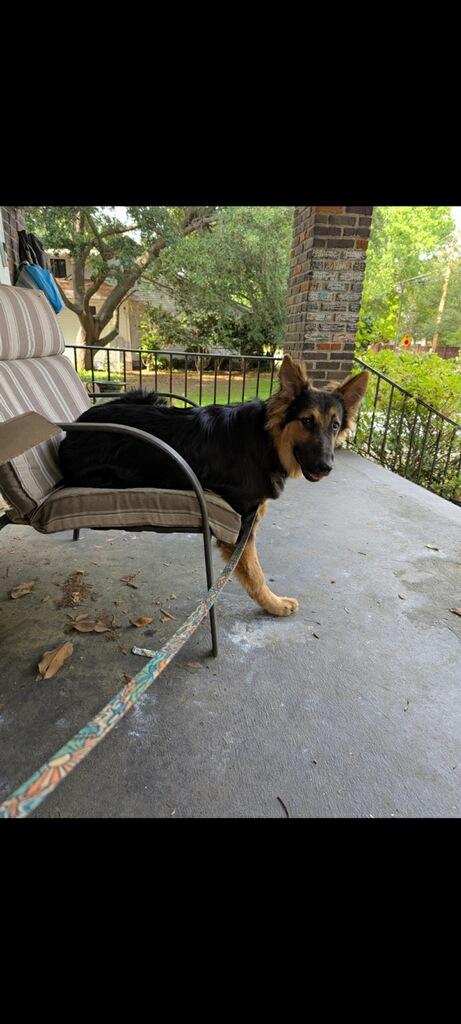 Mickey, Adoptable, Young Male German Shepherd Dog & Smooth Collie.