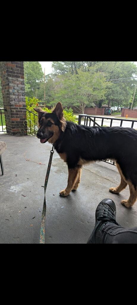 Mickey, a Adoptable mixed breed in Greenville, SC image 2/4