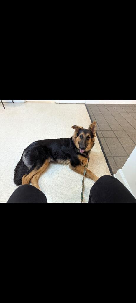 Mickey, a Adoptable mixed breed in Greenville, SC image 3/4