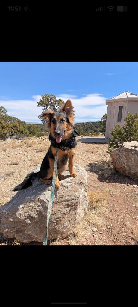 Mickey, a Adoptable mixed breed in Greenville, SC image 4/4