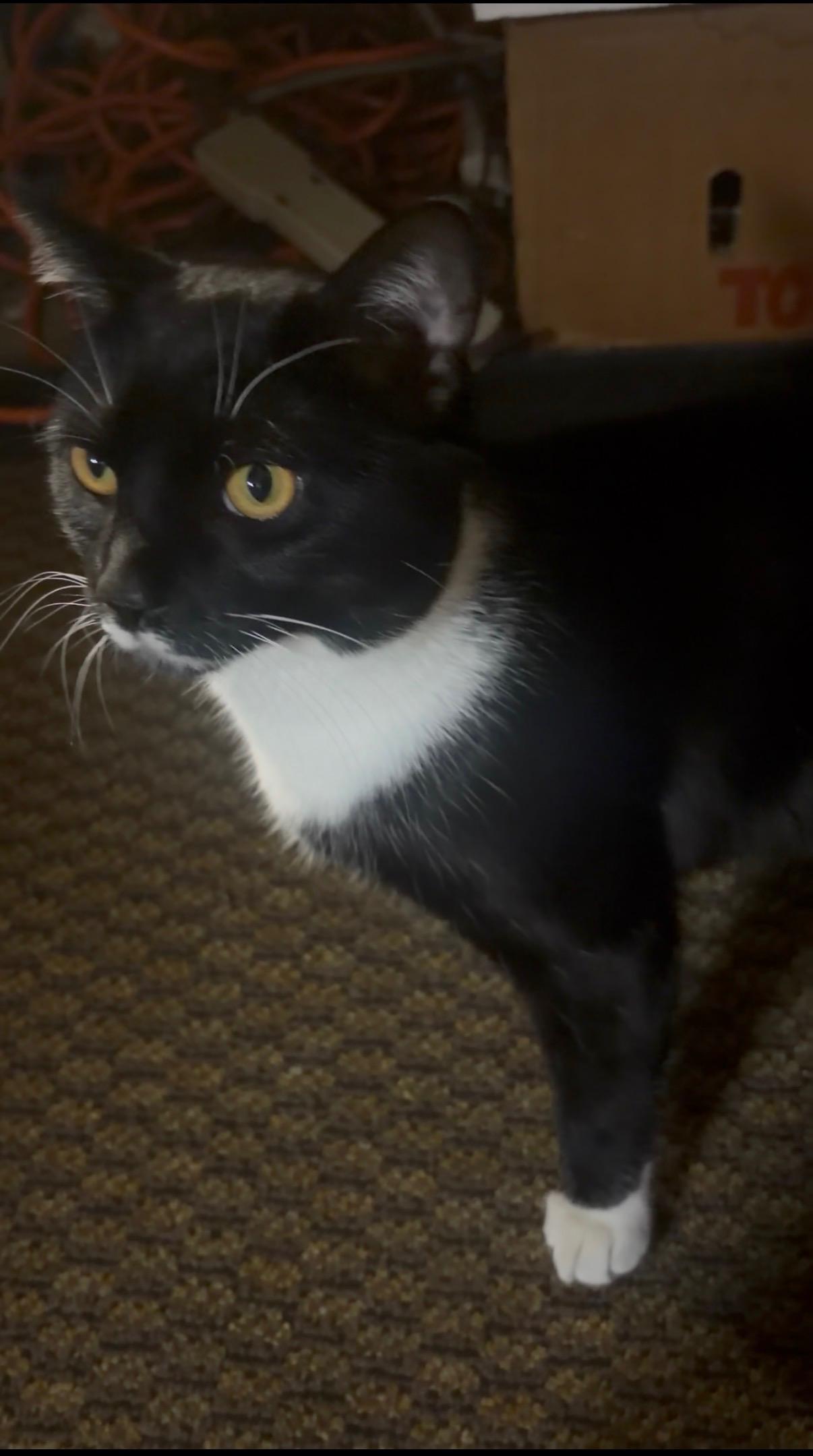 Bootsy, adopted, Young Male Domestic Short Hair.