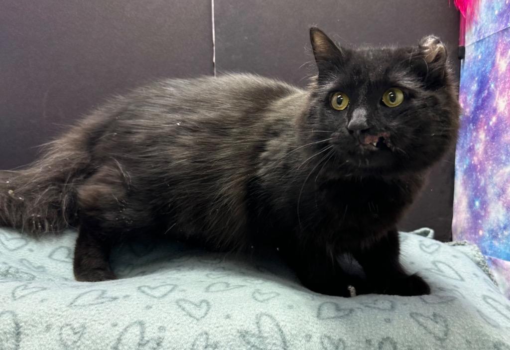 Enlarge Phillip, a Adoptable mixed breed in Washington Court House, OH image 1/1