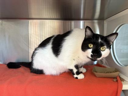 Enlarge Sydney, a Adoptable mixed breed in Kansas City, MO image 2/2