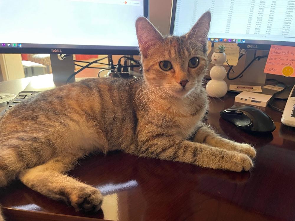 Enlarge Maggie, a Adoptable Domestic Short Hair in Salisbury, NC image 1/1