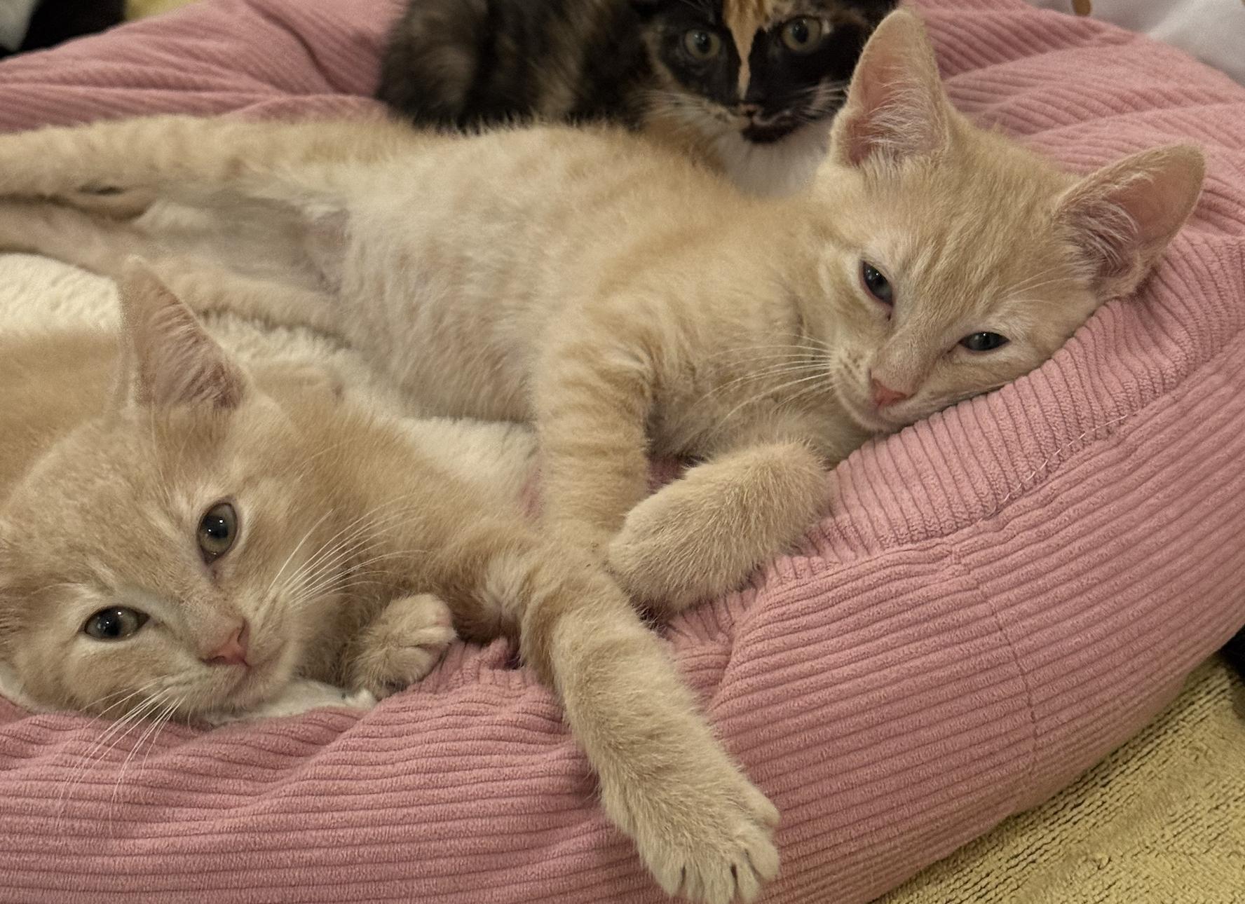 Enlarge Jeremy (& Jordan), a Adopted Domestic Short Hair in Stow, MA image 4/5