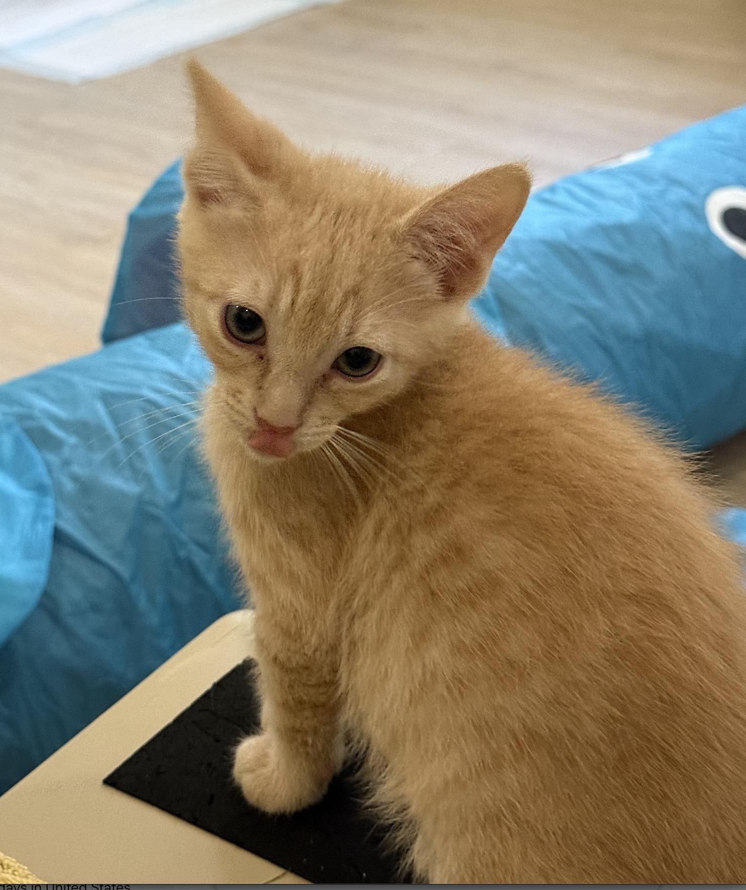 Enlarge Jeremy (& Jordan), a Adopted Domestic Short Hair in Stow, MA image 3/5