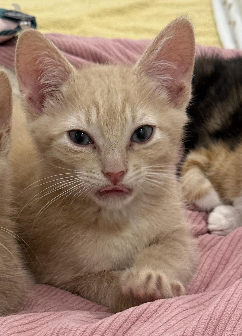 Jeremy (& Jordan), Adopted, Kitten Male Domestic Short Hair.