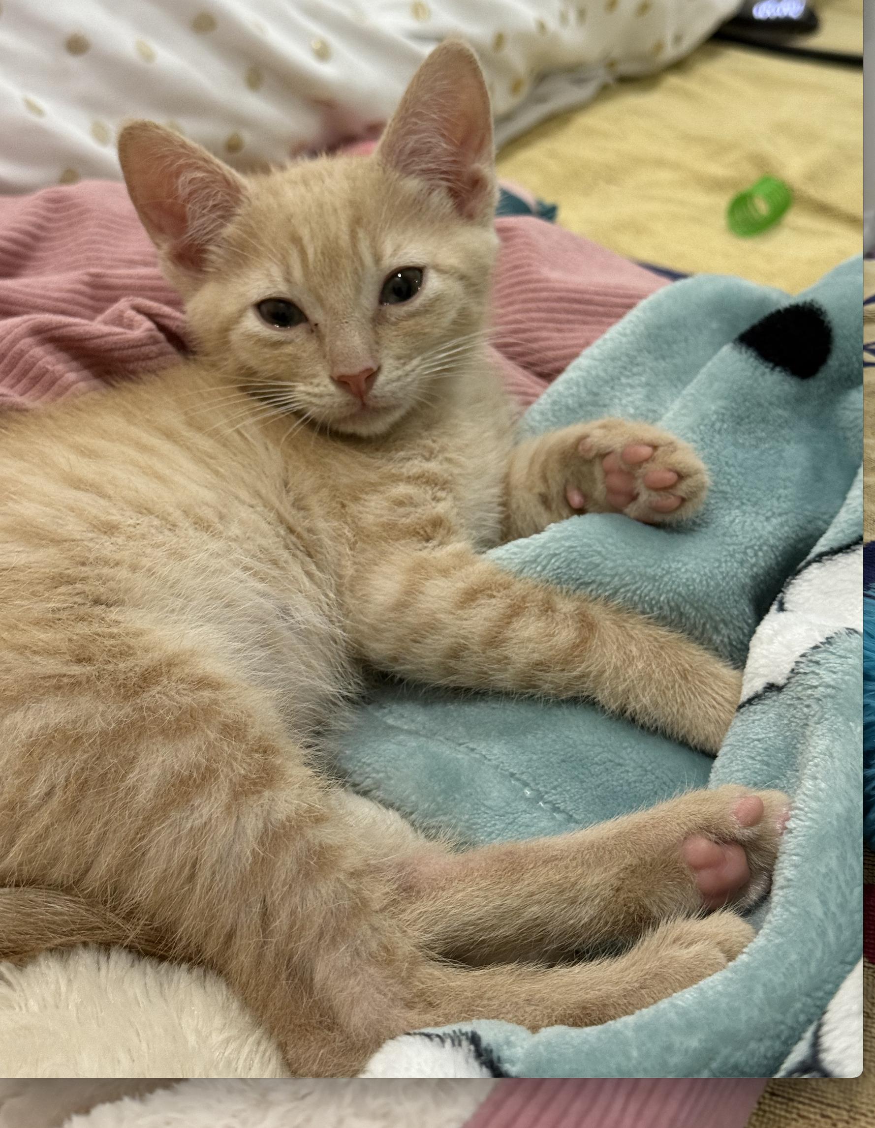Enlarge Jeremy (& Jordan), a Adopted Domestic Short Hair in Stow, MA image 2/5