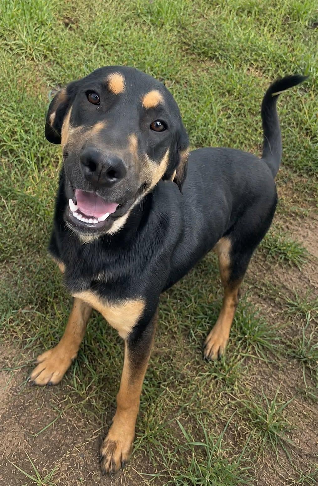 Coal, ADOPTABLE, Young Male Doberman Pinscher & Pug.