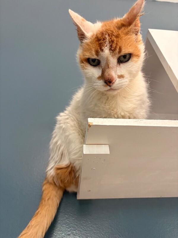 Gary, Adoptable, Adult Male Domestic Short Hair.