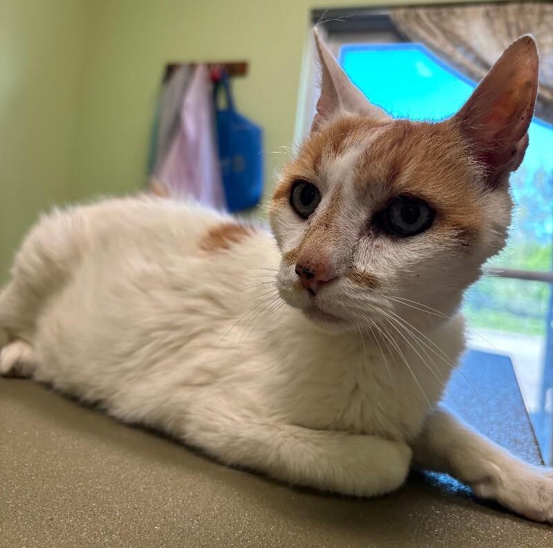 Gary, a Adoptable Domestic Short Hair in Warren, PA image 2/4