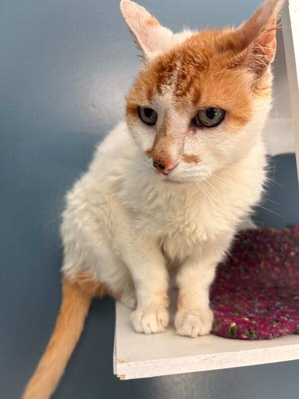 Gary, a Adoptable Domestic Short Hair in Warren, PA image 3/4