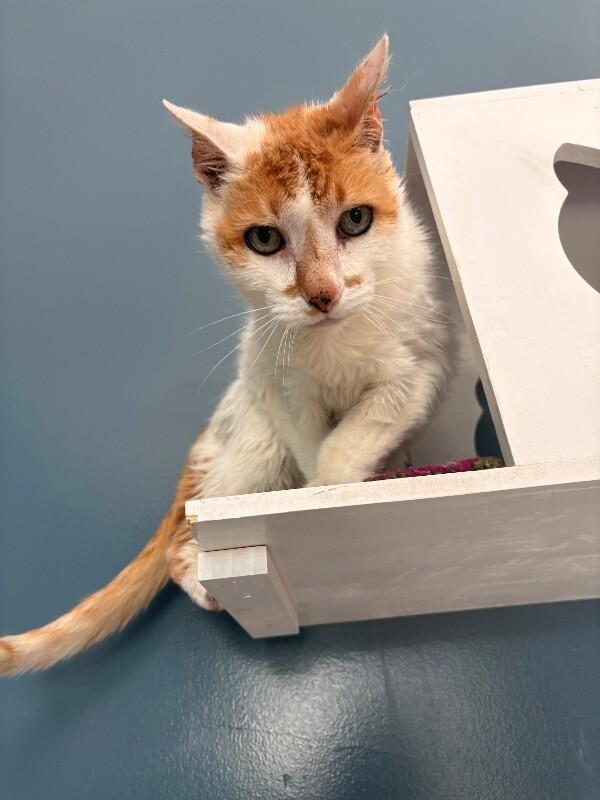 Gary, a Adoptable Domestic Short Hair in Warren, PA image 4/4
