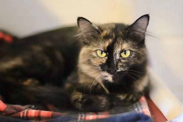 Matcha, a Adoptable Domestic Medium Hair in Webster, WI image 2/3
