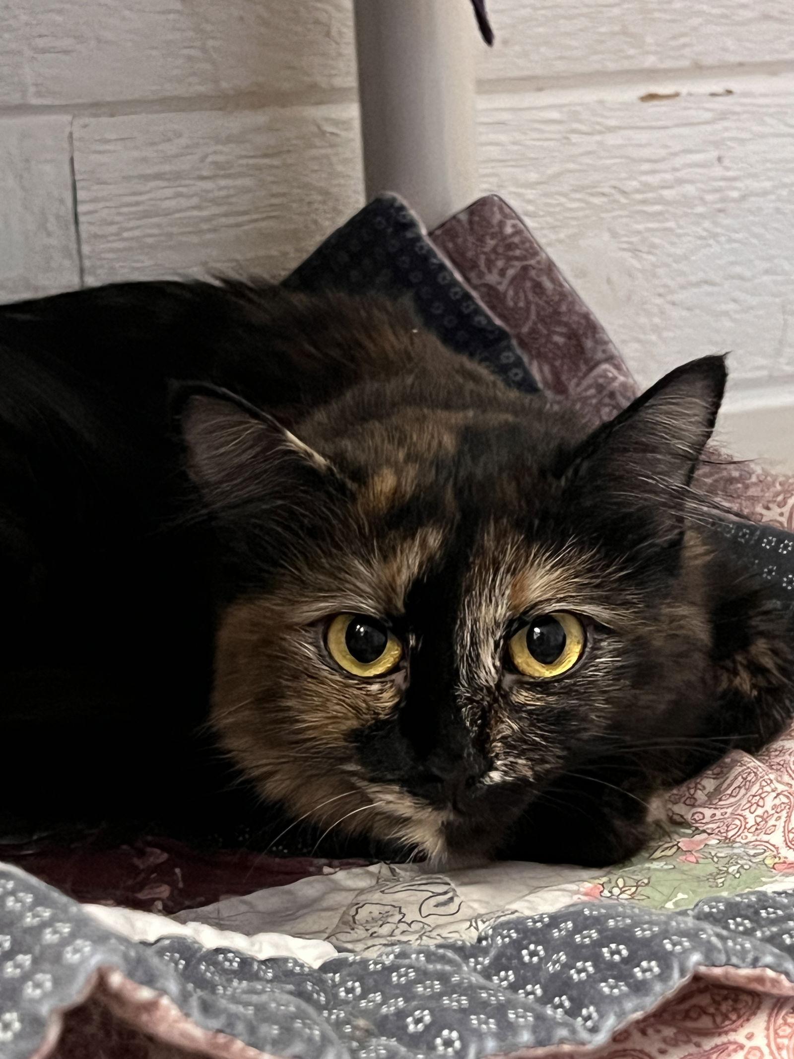 Matcha, a Adoptable Domestic Medium Hair in Webster, WI image 3/3