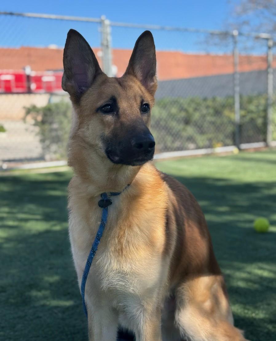TERRY, Adoptable, Young Male German Shepherd Dog & Mixed Breed.