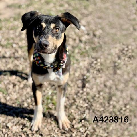 BILL, Adoptable, Young Male Labrador Retriever & Mixed Breed.