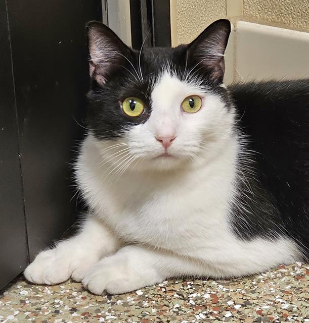 ALI DACTYL, Adoptable, Adult Female Domestic Short Hair.