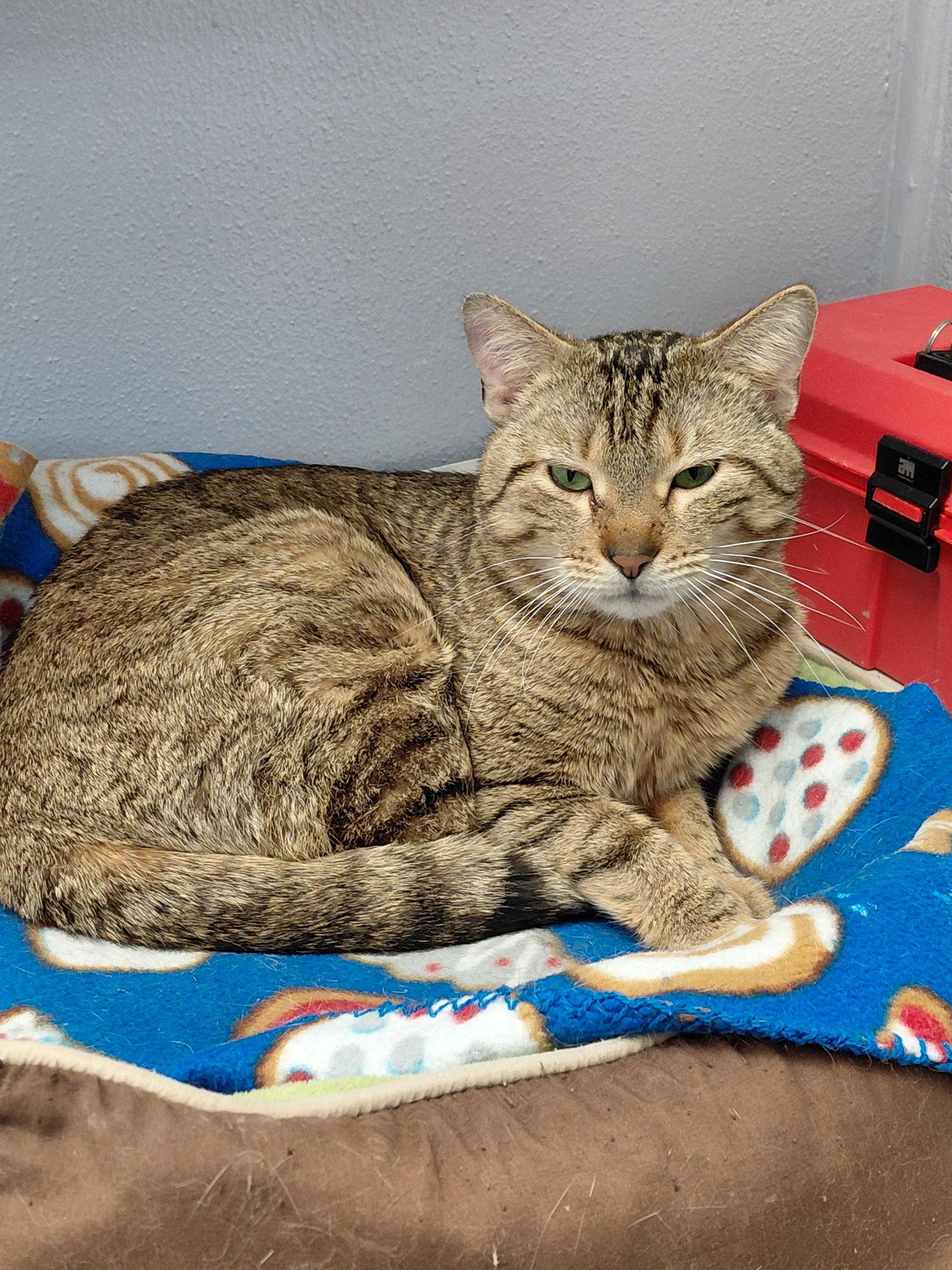 Enlarge Sly @ The Cat's Brew, a Adoptable mixed breed in Montello, WI image 1/3