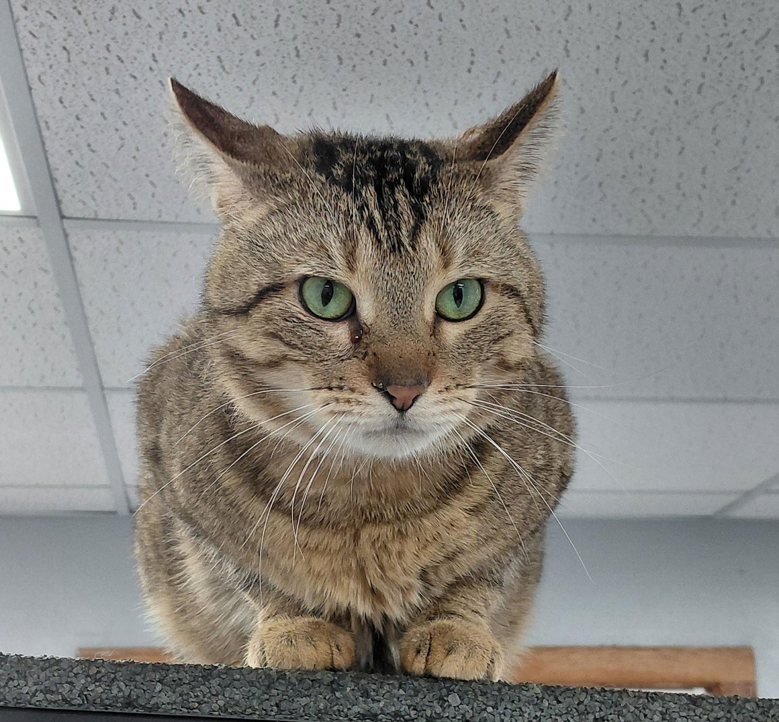 Sly @ The Cat's Brew, Adoptable, Adult Male Domestic Short Hair & Tabby.