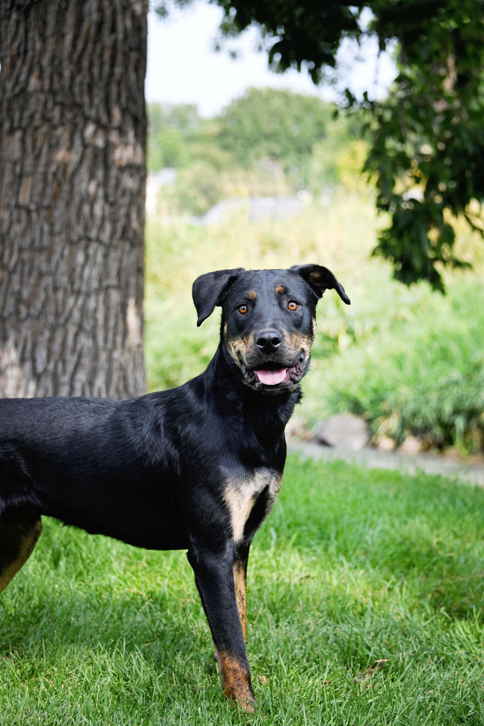 Marcellus, a Adoptable Rottweiler in Salt Lake City, UT image 1/2