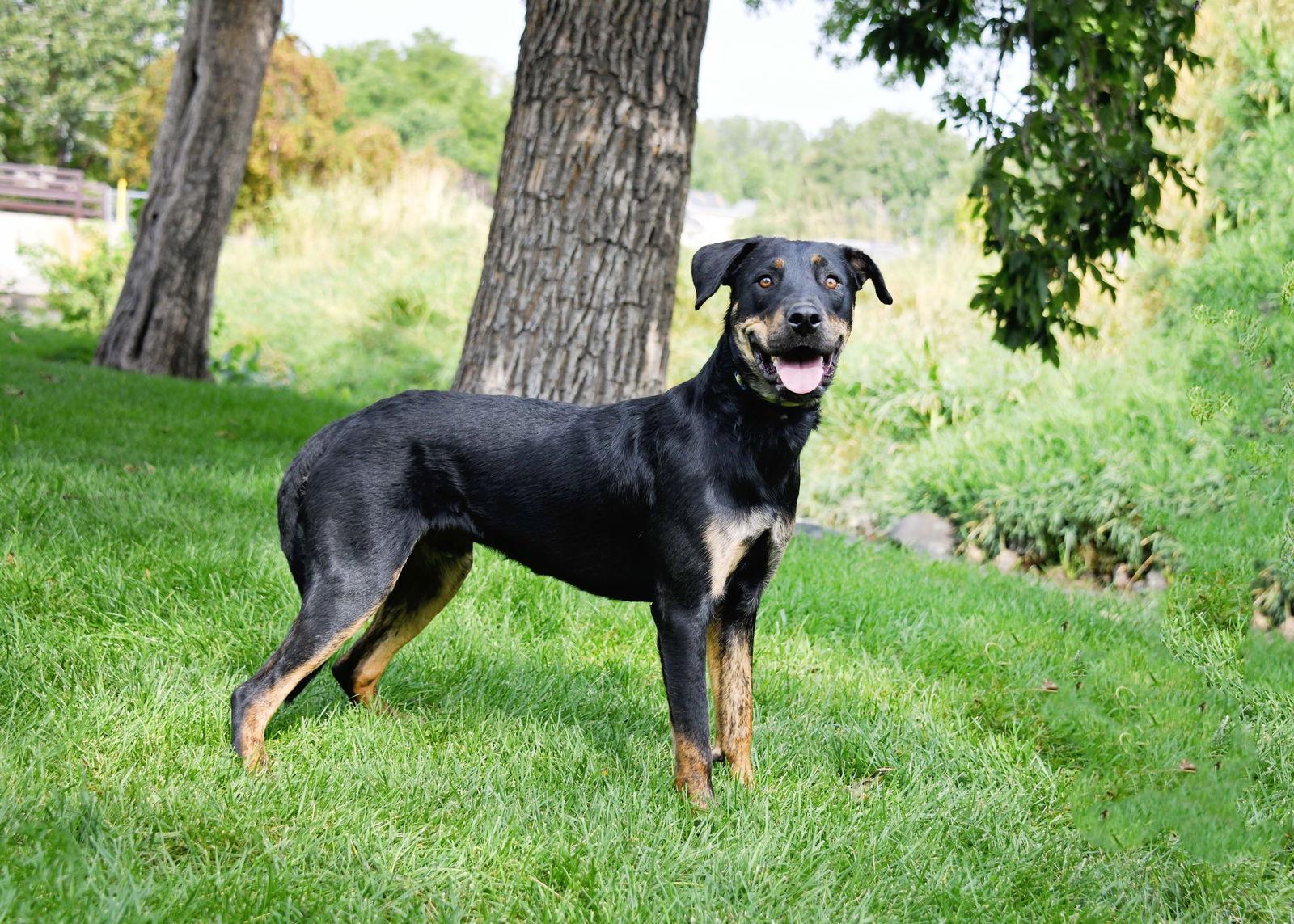 Enlarge Marcellus, a Adoptable Rottweiler in Salt Lake City, UT image 3/3