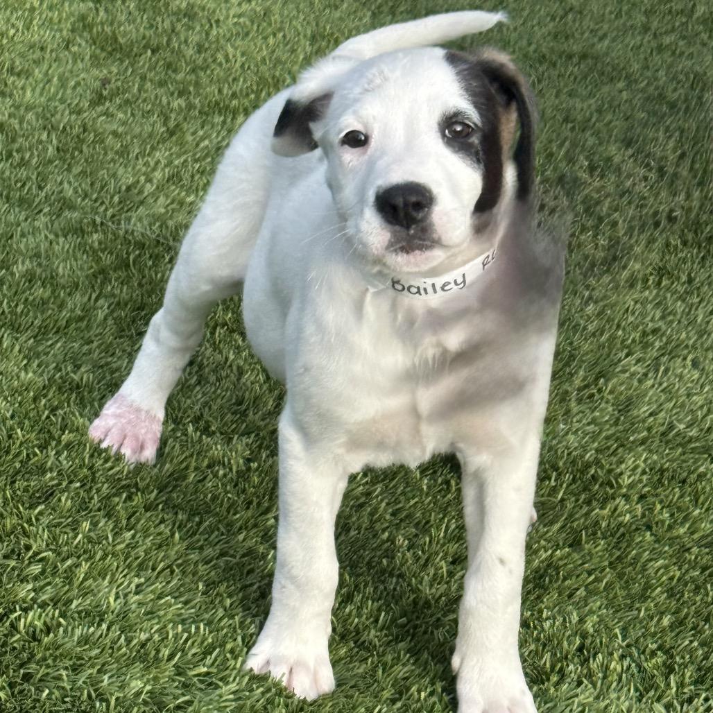 Enlarge Bailey, a Adoptable mixed breed in San Antonio, TX image 1/5