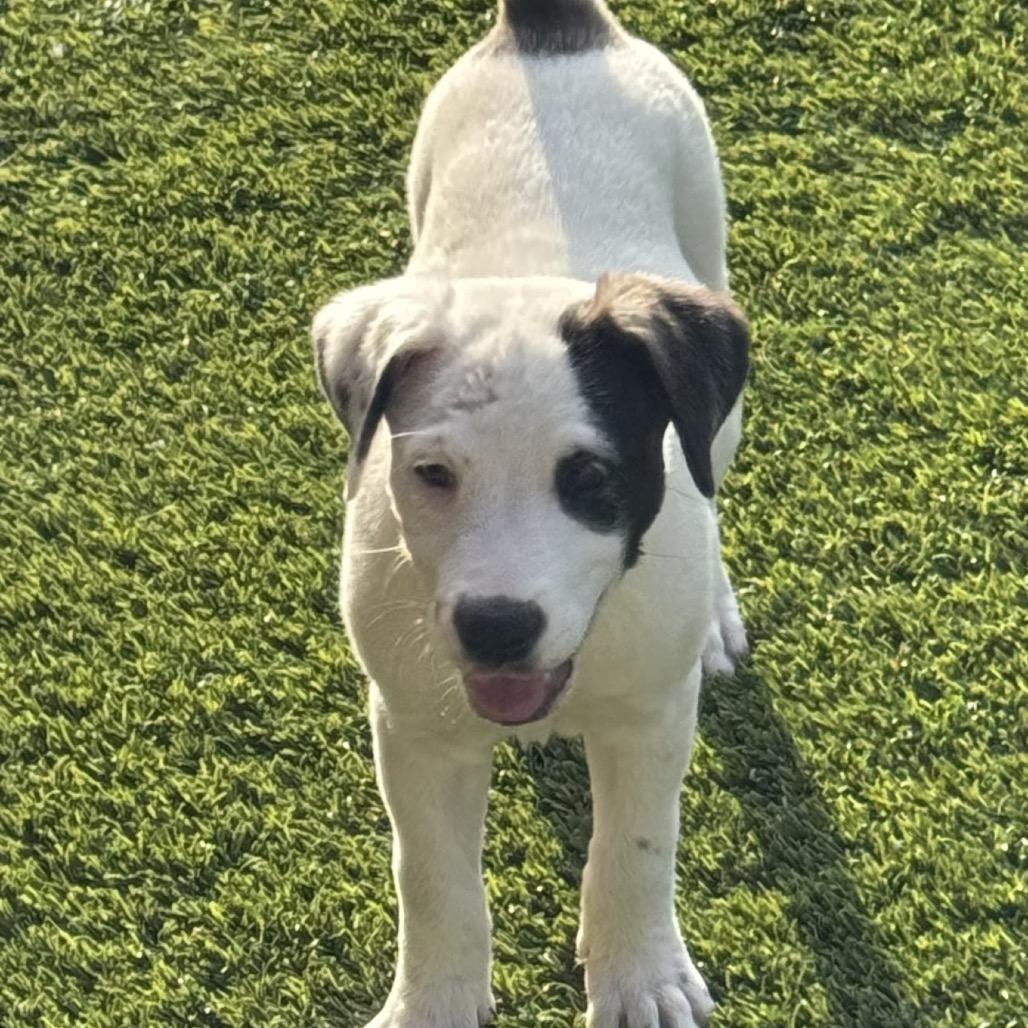 Enlarge Bailey, a Adoptable mixed breed in San Antonio, TX image 2/5