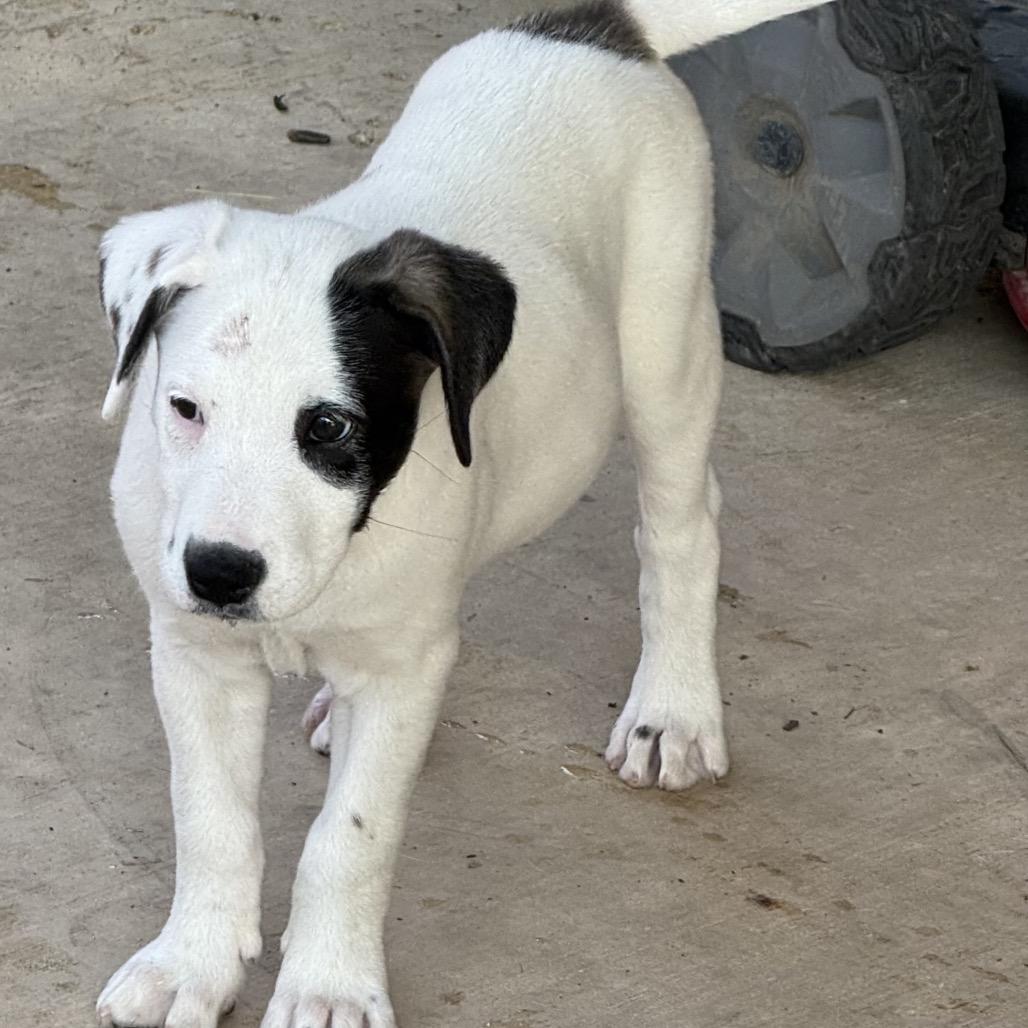 Enlarge Bailey, a Adoptable mixed breed in San Antonio, TX image 3/5