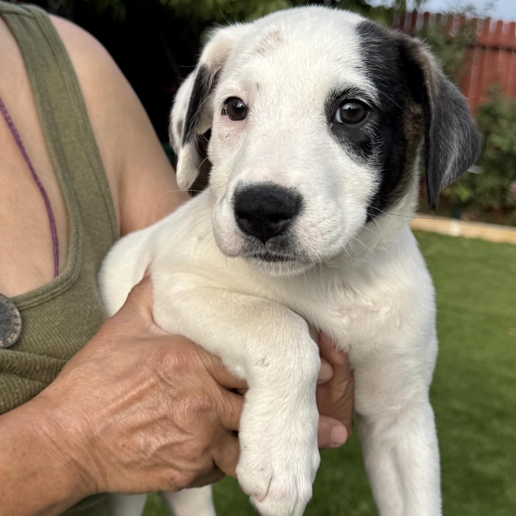 Enlarge Bailey, a Adoptable mixed breed in San Antonio, TX image 4/5