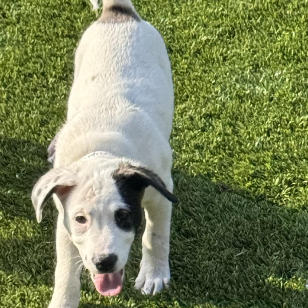 Enlarge Bailey, a Adoptable mixed breed in San Antonio, TX image 5/5