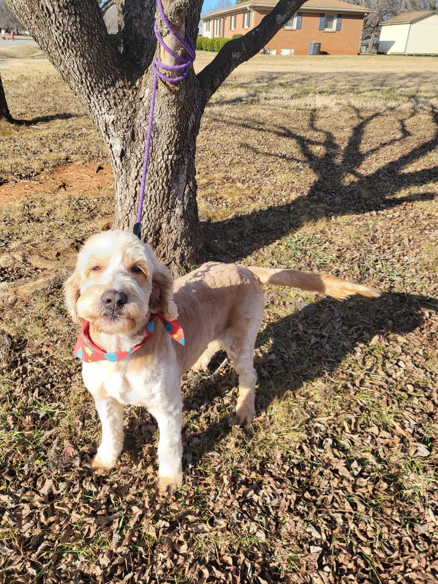 Darla, adopted, Young Female Goldendoodle.