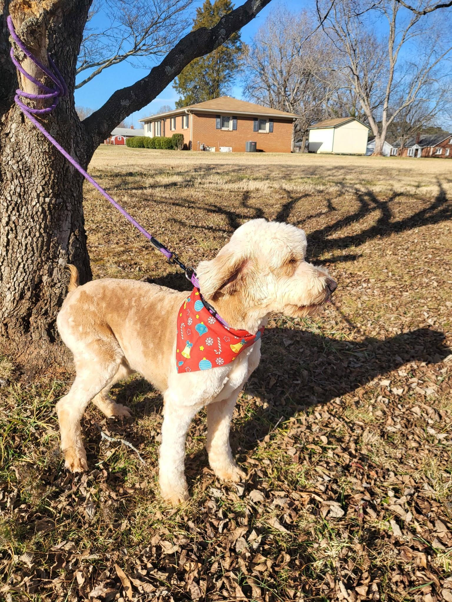 Enlarge Darla, an adopted Goldendoodle in Salisbury, NC image 2/4