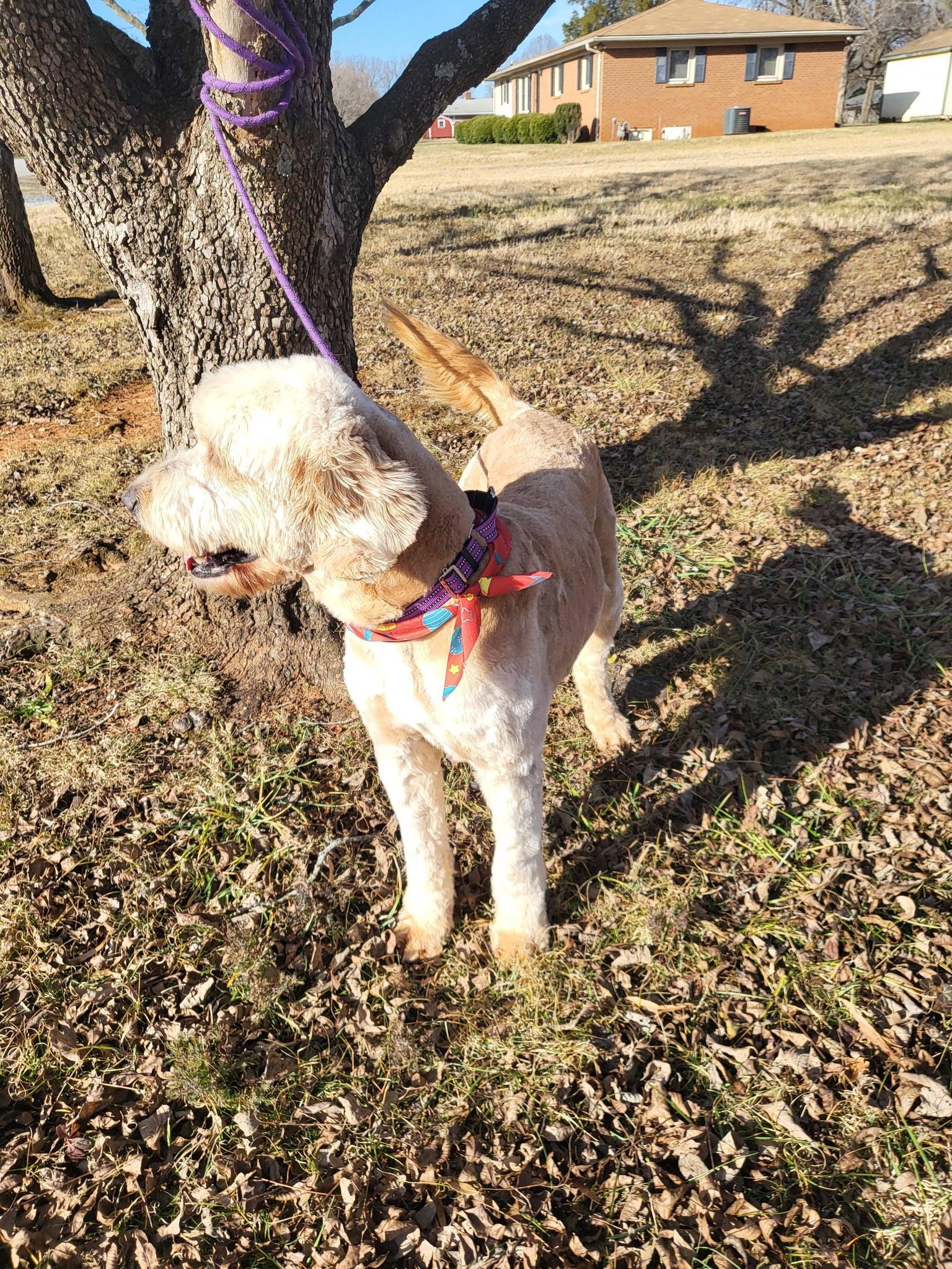 Enlarge Darla, an adopted Goldendoodle in Salisbury, NC image 4/4