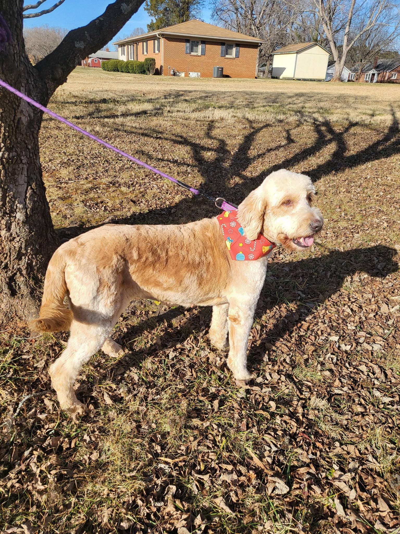 Enlarge Darla, an adopted Goldendoodle in Salisbury, NC image 3/4