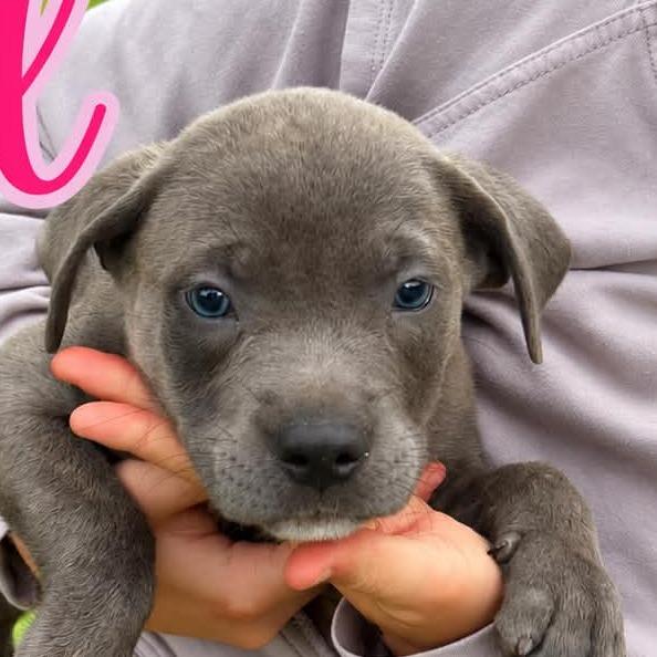 Enlarge Willow, a Adopted Cane Corso in Odessa, TX image 1/1