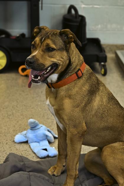 Enlarge Phoenix, a Adoptable mixed breed in Fishers, IN image 1/3