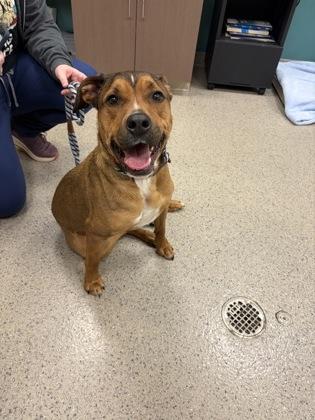 Enlarge Phoenix, a Adoptable mixed breed in Fishers, IN image 2/3