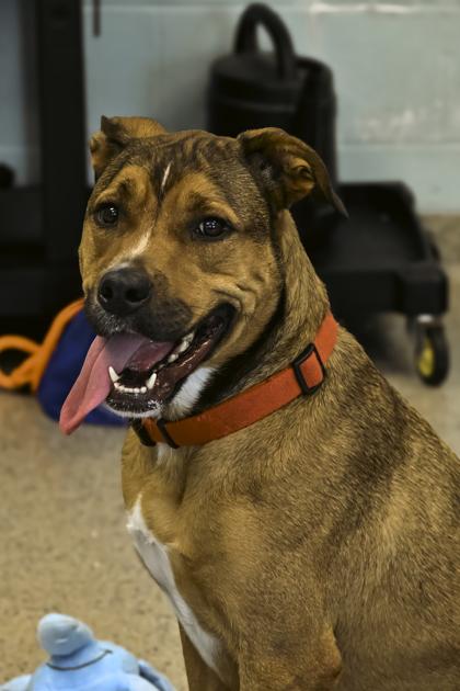 Enlarge Phoenix, a Adoptable mixed breed in Fishers, IN image 3/3