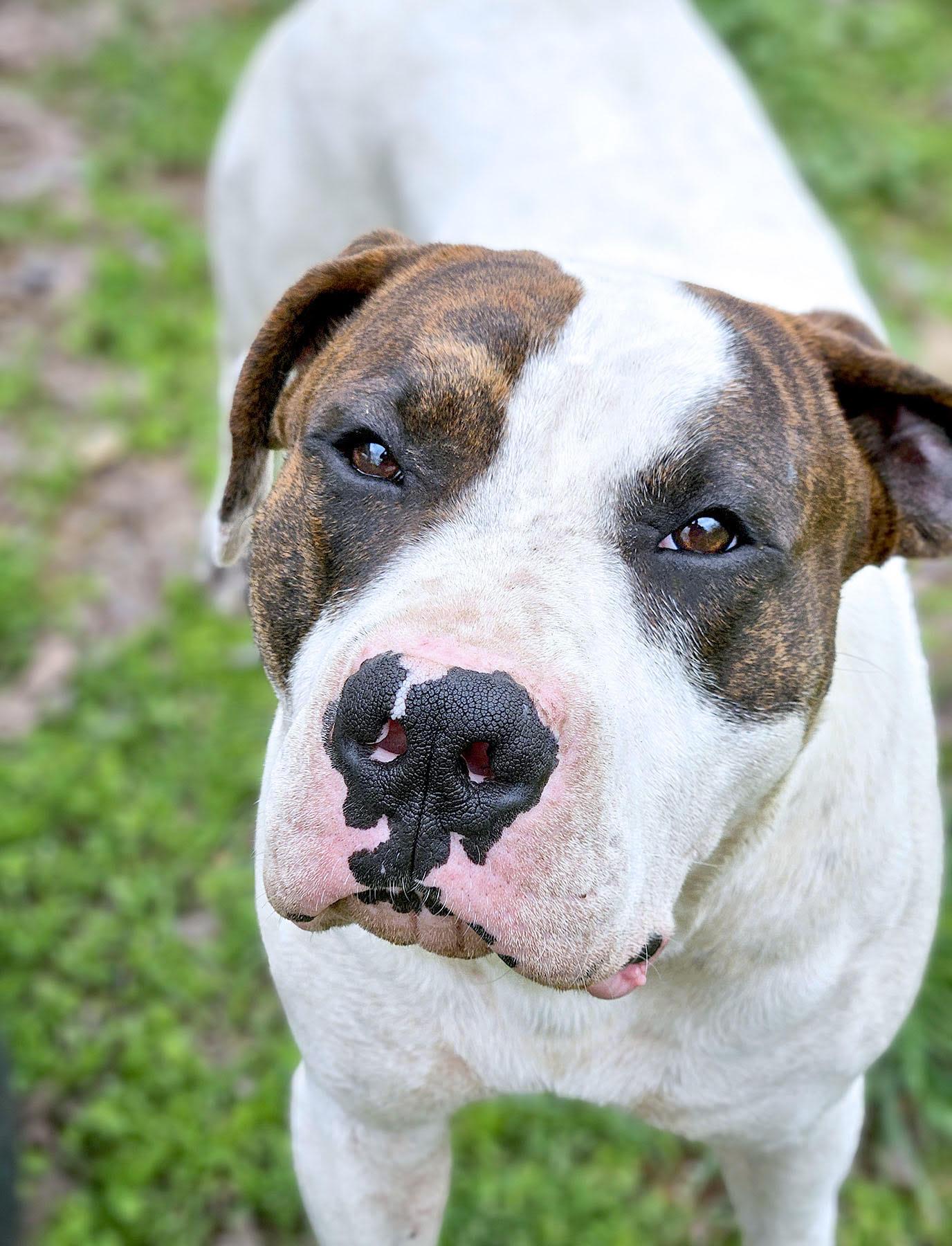 Enlarge Dos, a Adoptable American Bulldog in Kansas City, MO image 2/3