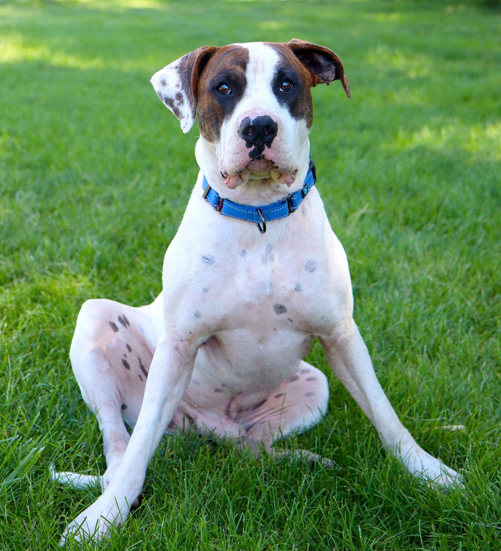 Enlarge Dos, a Adoptable American Bulldog in Kansas City, MO image 2/3