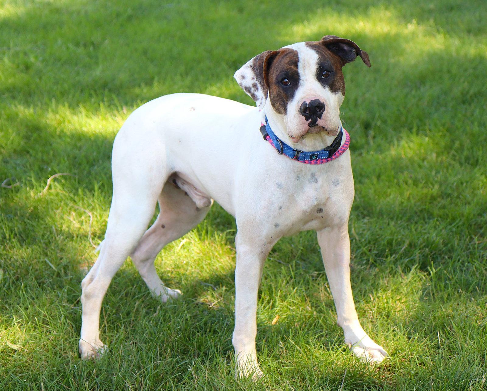 Enlarge Dos, a Adoptable American Bulldog in Kansas City, MO image 3/3