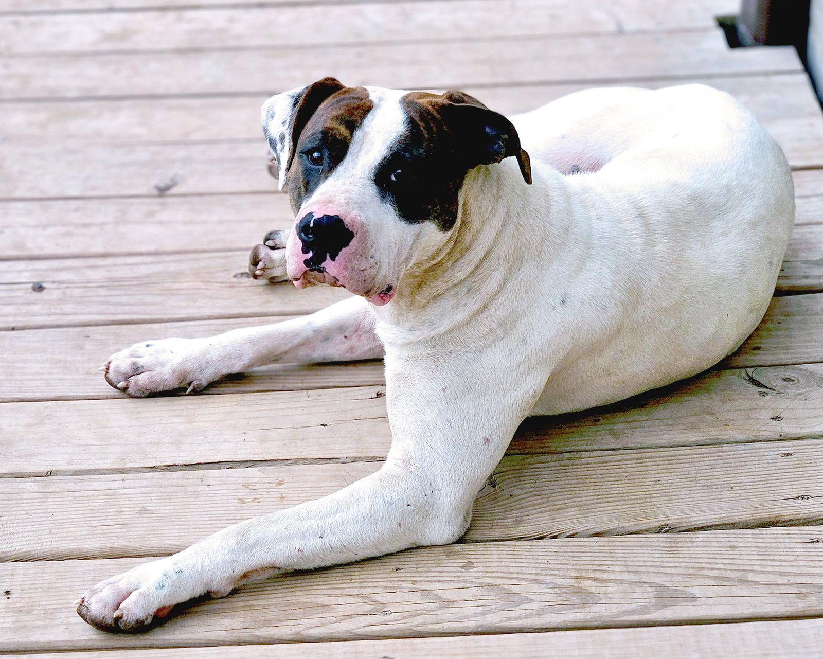 Enlarge Dos, a Adoptable American Bulldog in Kansas City, MO image 3/3