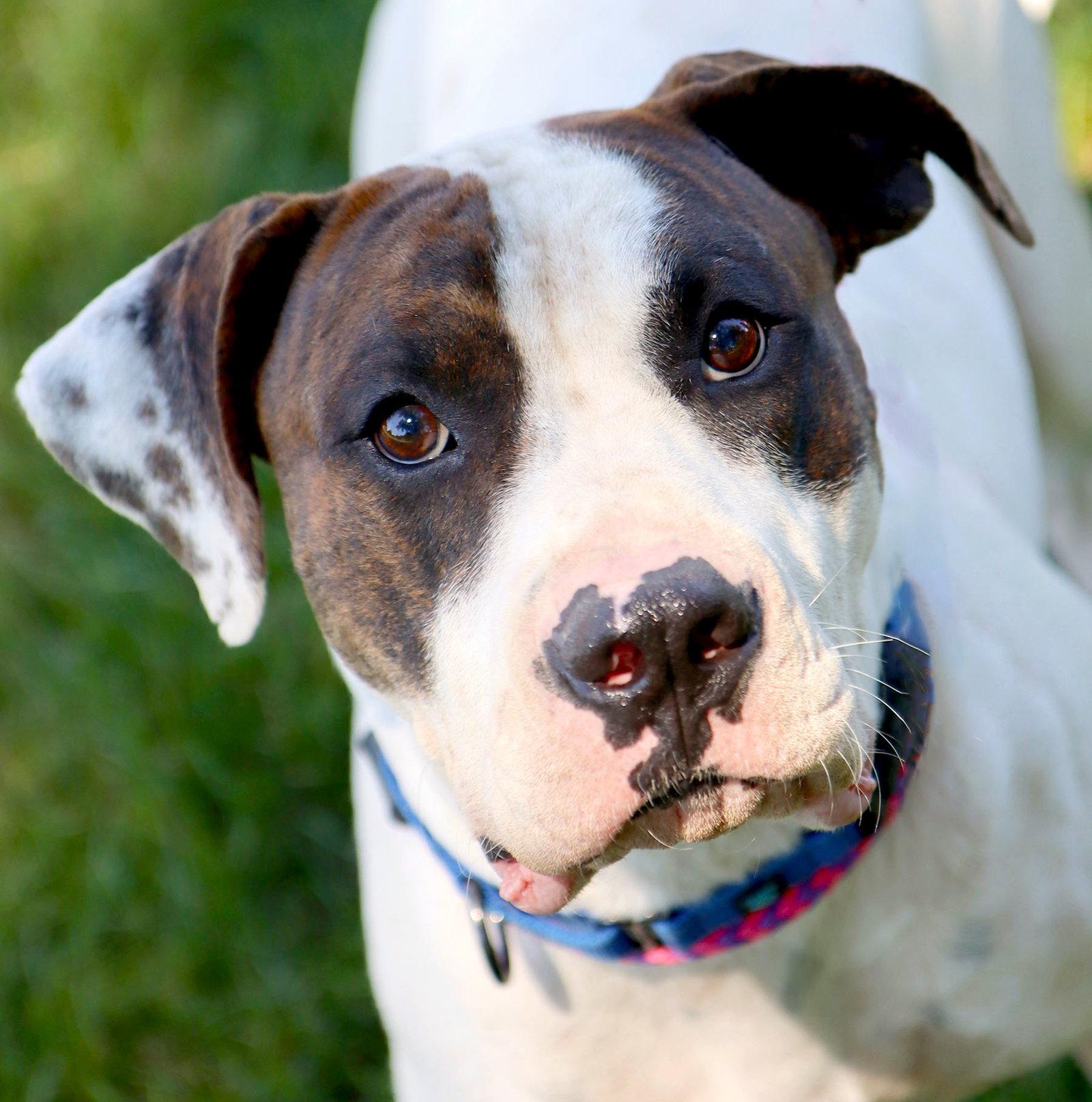 Dos, Adoptable, Young Male American Bulldog.