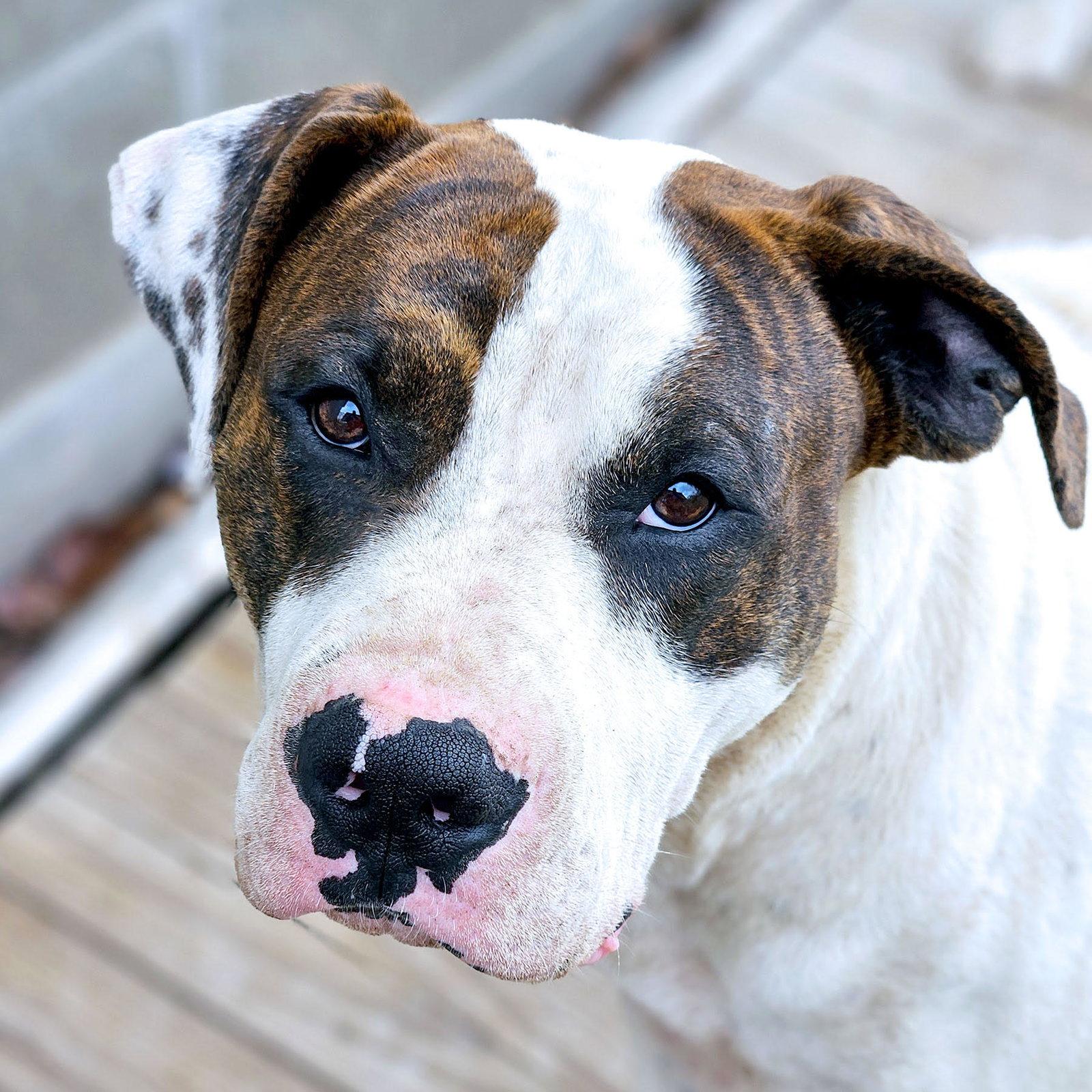 Enlarge Dos, a Adoptable American Bulldog in Kansas City, MO image 1/3