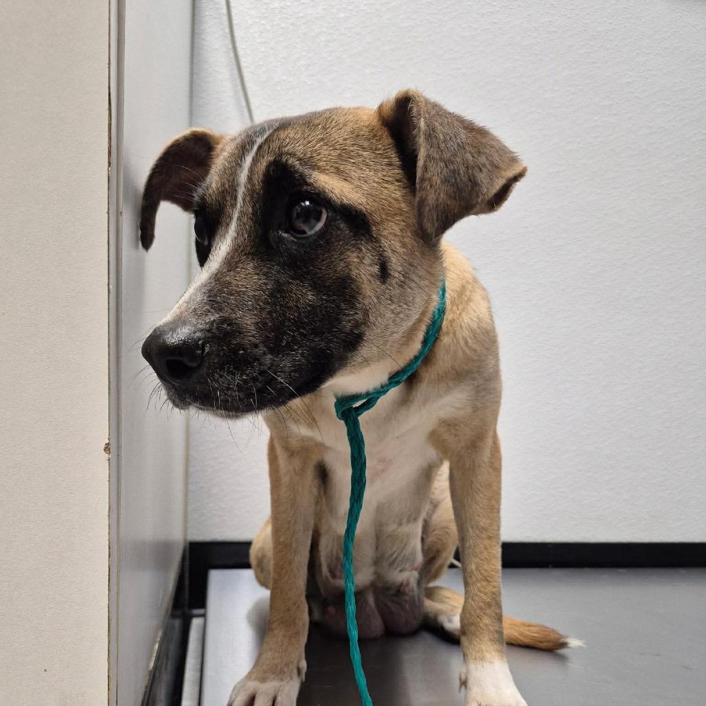 Monroe 26-03-116, Adoptable, Adult Female Terrier.