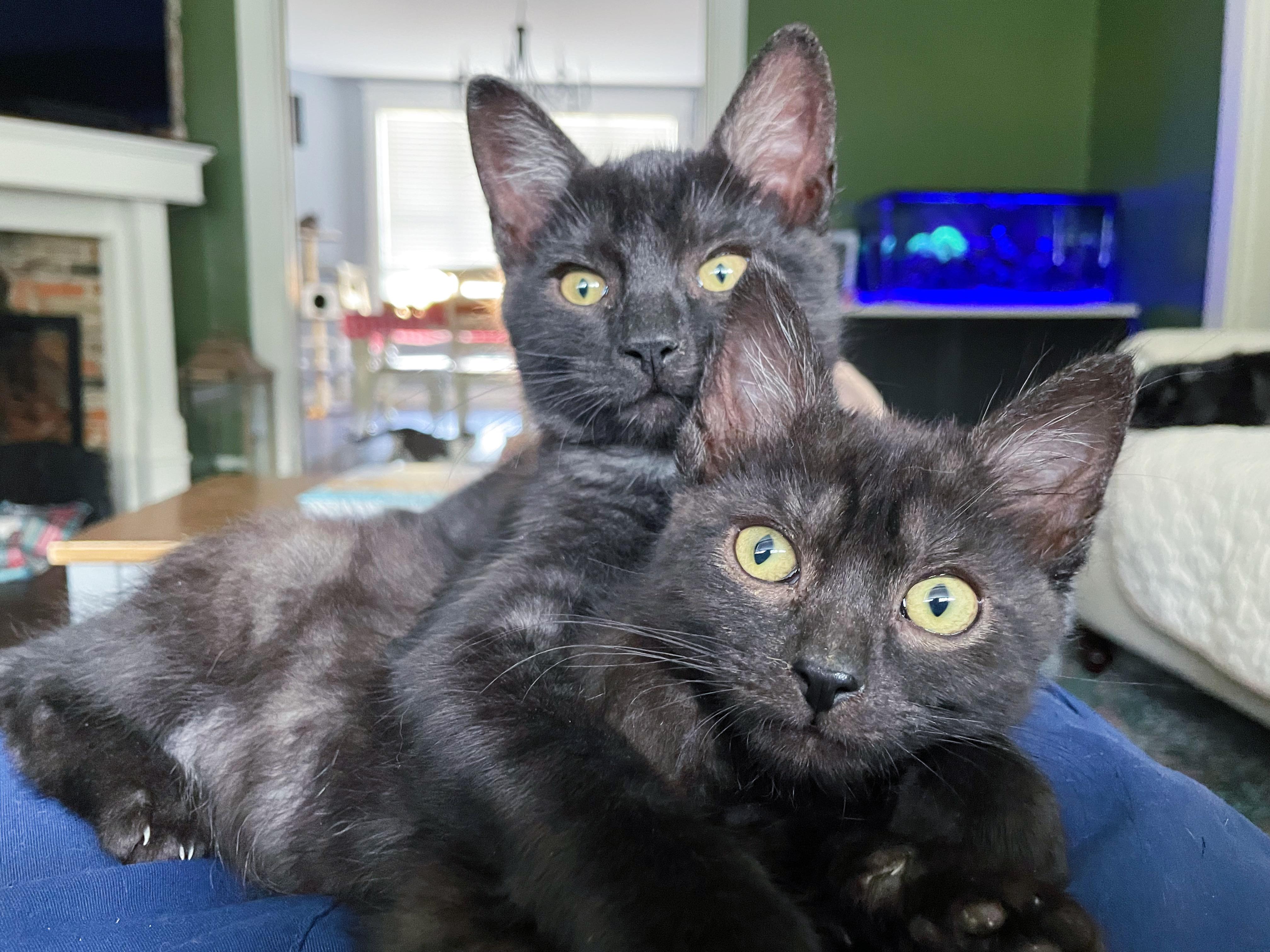 Fishlegs, a Adoptable Domestic Short Hair in Bethel, OH image 3/3