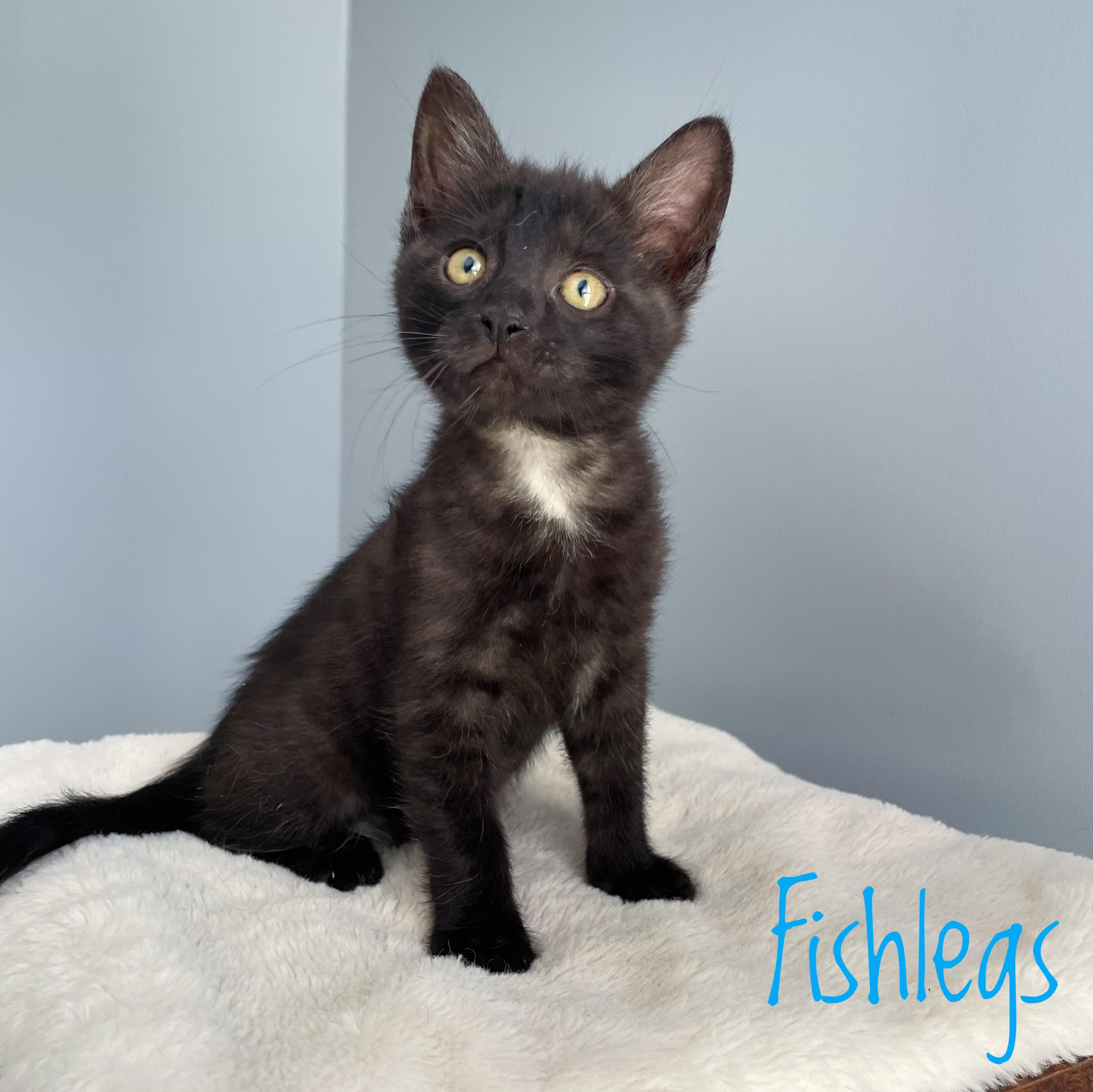 Fishlegs, Adoptable, Kitten Male Domestic Short Hair.